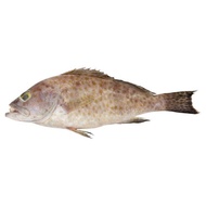 Ikan Kerapu / Grouper Fish (S) - 1kg/pkt