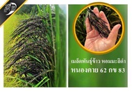 พันธุ์ข้าวมะลิดำ หนองคาย 62 หรือ กข83 ขนาด 1 kg-25 kg