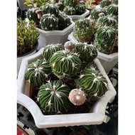 Cactus real live plant free organic fertiliser 0.5kg free premium soil 3kg