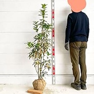119545 Hedge, Good Fragrance Osmanthus with Flowers, Approx. 63.0 inches (160 cm), Root Roll, Osmant