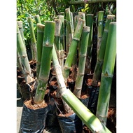 Pokok Buluh Madu Thai / Anak Pokok Buluh Madu