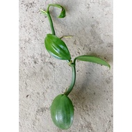 CUTTING VANILLA/Cutting sahaja seperti dalam gambar/Pokok vanilla/anak pokok vanilla Borneo