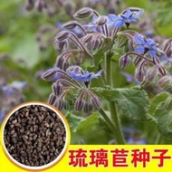種籽 花種籽 花卉種籽 琉璃苣種子藍色 香草花卉花籽陽臺庭院盆栽園藝春播易種春播種子
