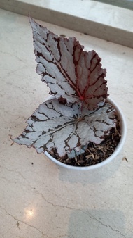 Begonia Rex Silver