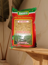 Benih padi HIBRIDA terbaru FORTUNA SEED F1. KMS 1KG
