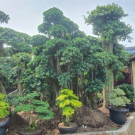 Code Tanaman Hias Bonsai Beringin Korea || Pohon Berkarakter Mewah