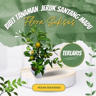 Bibit Tanaman Pohon Jeruk Santang Madu Bibit Jeruk Santang Madu