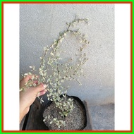 ◪    Variegated African Talisay Live outdoor garden decor in seed ling bag