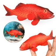 Solid marine organism model simulation toy East Star grouper red grouper children gift