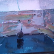 ikan arwana silver brazil terlaris