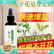 梔子花專用營養液治黃葉爛根催芽促開花防掉花苞肥料批發