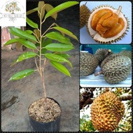 anak pokok durian duri hitam KUALITI PREMIUM 🌳 CEPAT BERBUAH GRED A durian black thorn/ durian ochee