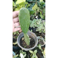 Opuntia Prickly Pear Cactus