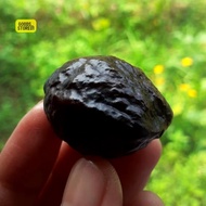 MUNCANG ADU ADUAN JAWA PANJANGAN/SILANGAN MURAH ORI