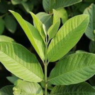 Fresh Guava Leaves 50 sheets