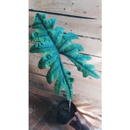 Alocasia Jacklyn | Sulawesi Sp.