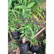 ANAK POKOK BULUH LEMANG.
