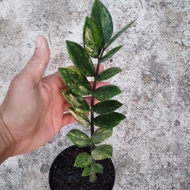 Tanaman hias zamia kulkas varigata