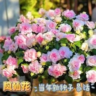 余記丶重瓣鳳仙花種籽 孑四季播種開花室內外陽臺指甲花卉盆栽各種花種子