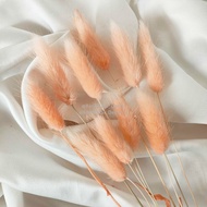 Dried Candy Colour Lagurus/Rabbit Tail Kelinci Bunga Kering Warna - PEACH