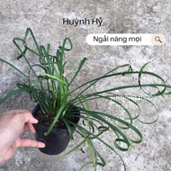 Pots of wormwood for all decoration (>2 roots)