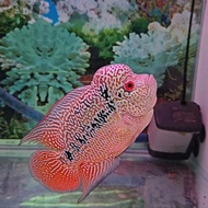 Ikan hias Louhan SRD lokal Grade A