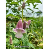 Pokok Bijan Hitam herba