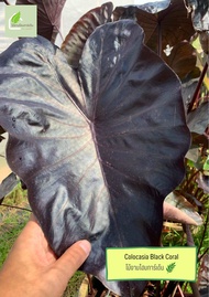 โคโลคาเซีย แบล๊คโครอล ( Colocasia Black Coral ) ไม้ประดับ ไม้ฟอกอากาศ ไม้มงคล ต้นไม้ บอนสี ไม้ด่าง จ