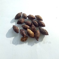 African Talisay Seeds (5 / 10 / 25 SEEDS)