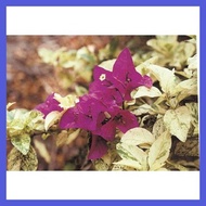 ٭ ✪ ⅍ ♌ Bougainvillea cuttings