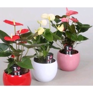 PROMO PAKET hemat 3 jenis tanaman hias bunga anthurium mickey mouse - bibit pohon bunga mickeymouse