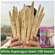 High Yield White Asparagus Seeds Vegetable Seeds for Pot Planting (10 Seed) 白芦笋种子 Fresh Organic F1 A