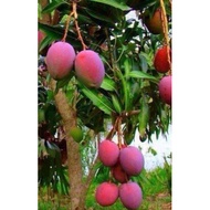 Pokok Mangga Erwin Kahwin