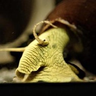 【雞籠魚仔舖】金兔螺 超好養 會生小螺！ 蘇蝦 蘇螺 兔螺擬真模型