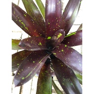 Bromeliad ( nidularium sp) Plant Sapling / Pokok Hiasan Bromeliad