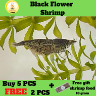 Black Flower Shrimp / Udang Akurium  5pcs free 2 pcs （黑花米虾）