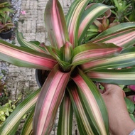 Bromeliad - Bromeliad Neoregelia spp