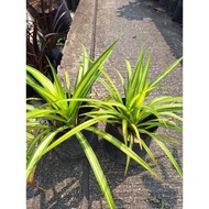 FTH / pokok Pandanus / tahan panas / pokok landskap