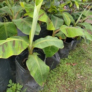 Anak Pokok Pisang Tanduk Dalam Polibag (1- 1.5 Kaki Tinggi)