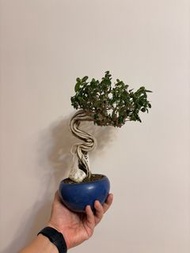 壽娘子老盆$320