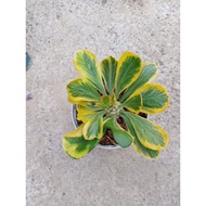 Euphorbia Poissonii Variegated (collectible Euphorbia)