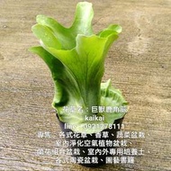 巨獸鹿角蕨