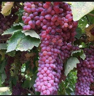 Bibit anggur merah jumbo super manis Beli 10 gratis 1