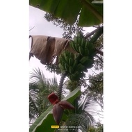 Anak pokok pisang nipah
