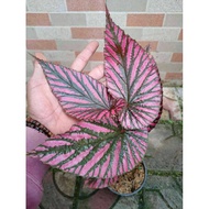 Begonia Brevirimosa
