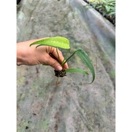 Monstera F8 ( Monstera Burle Marx Flame) healthy and beautiful seedling