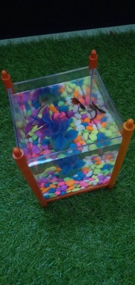Aquarium Mini Cupang Aquarium Ikan Cupang Aquarium Kecil