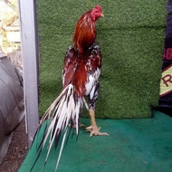 Anakan Ayam Bangkok Import Ekor Lidi Kaku Tulangan Besar