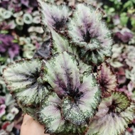 tanaman begonia keong ijo