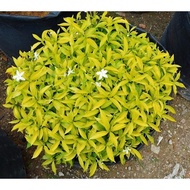 ANOR - Ervatamia Gold Live Plant ( Tabernaemontana Dwarf Gold )